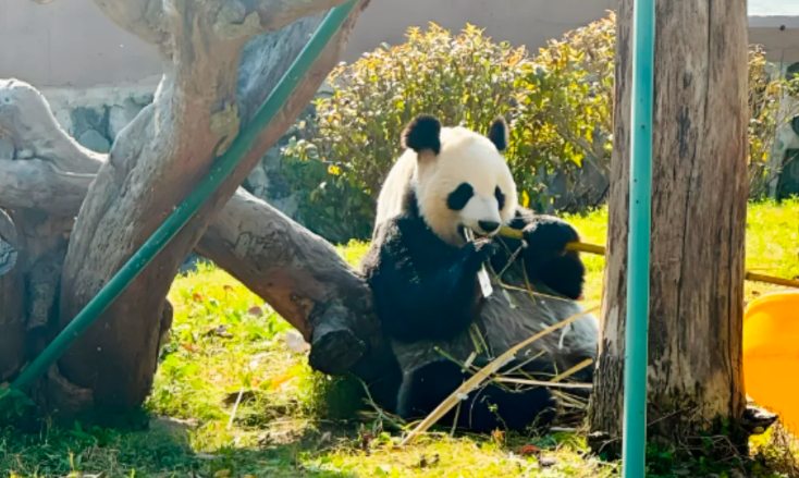 熊貓主題樂園項目：破解落地品質(zhì)難題，激活場景吸引力